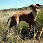 "About Time's SpytFire" Red Irish Italian Greyhound Male